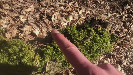 cerca de los dedos jugando con musgo en crecimiento en la corteza de una rama de árbol caído