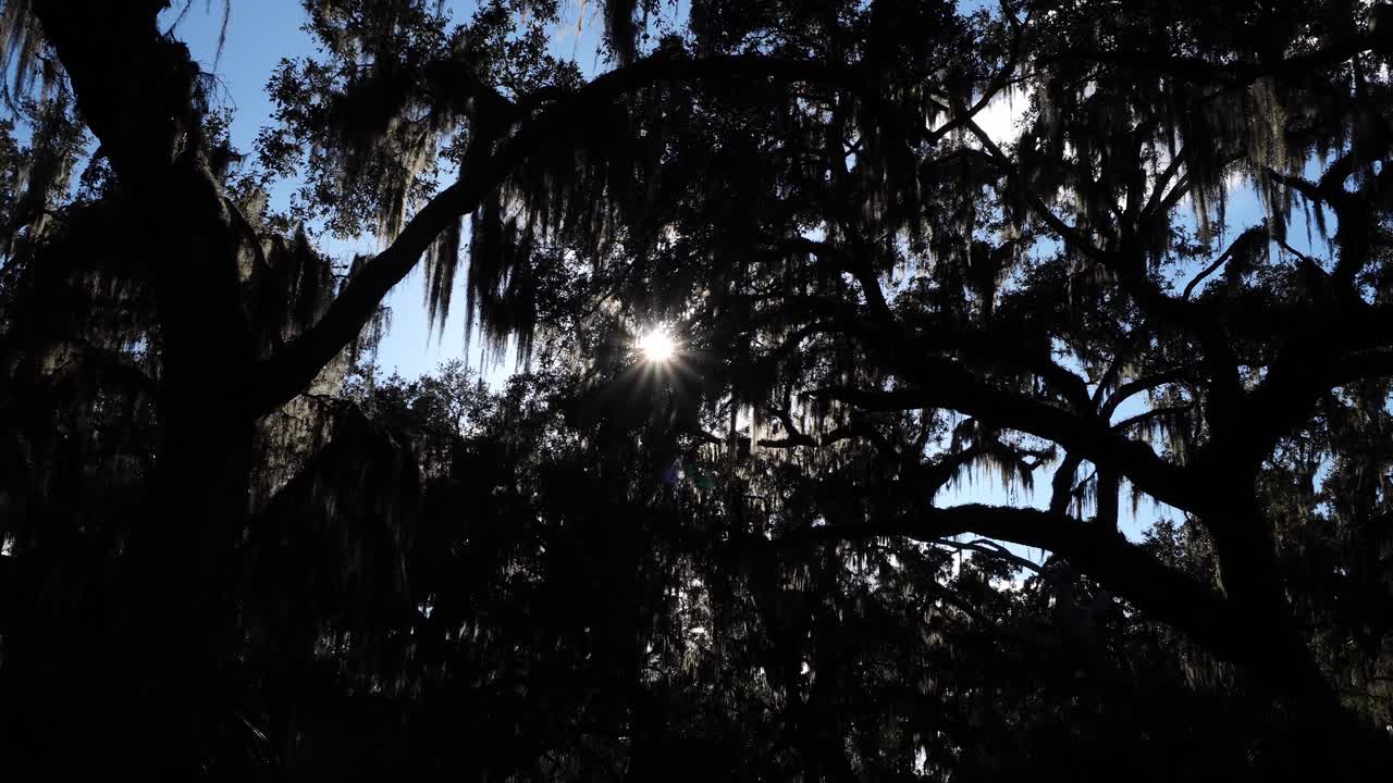 The sun, in all its splendor, shines through a multitude of tree branches stretching in every direction. It creates a truly beautiful perspective within the forest