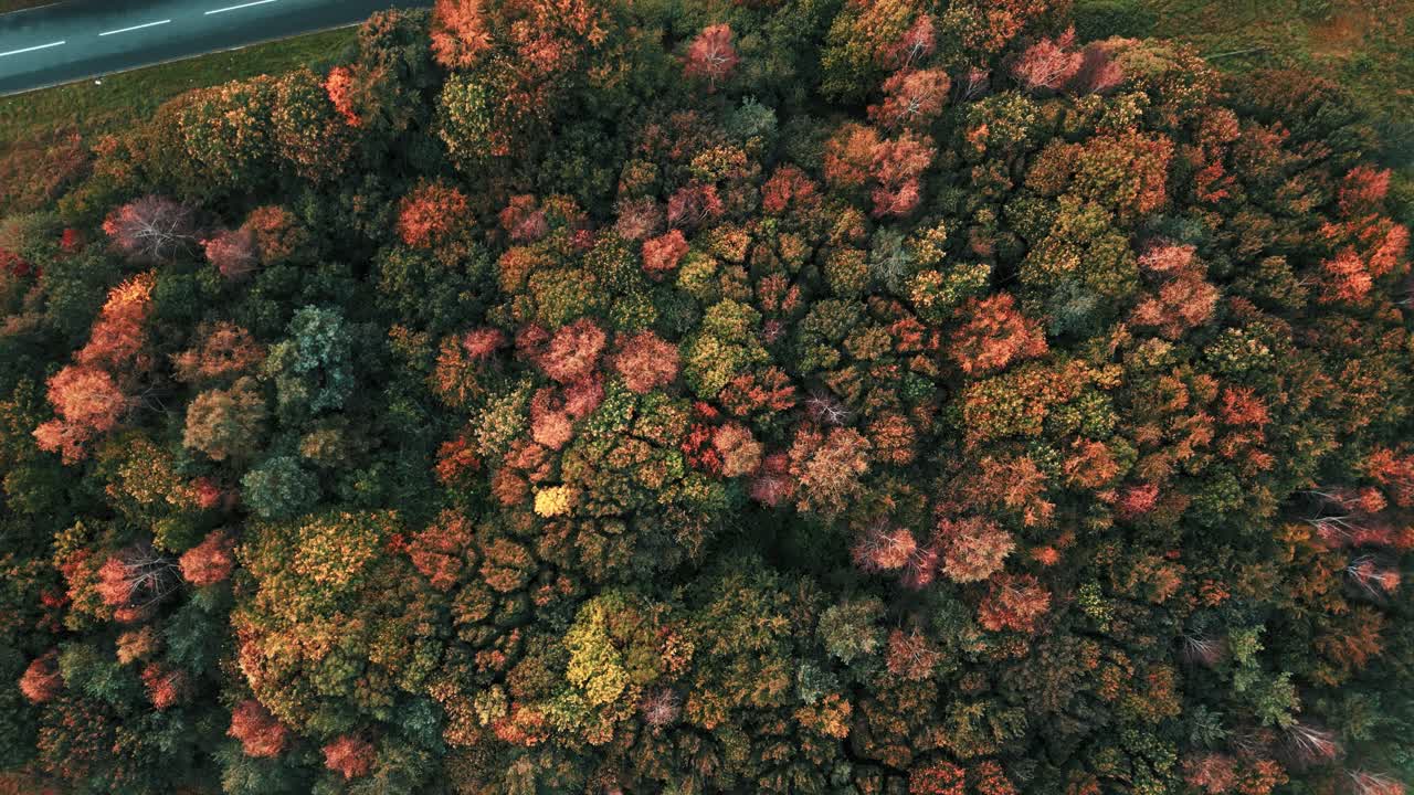 colorido bosque de árboles de otoño a lo largo de la carretera a11 en croxton road cerca de thetford, norfolk, reino unido