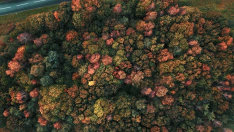 colorido bosque de árboles de otoño a lo largo de la carretera a11 en croxton road cerca de thetford, norfolk, reino unido