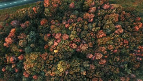 colorful grove of autumn trees along a11 road at croxton road near thetford, norfolk, uk