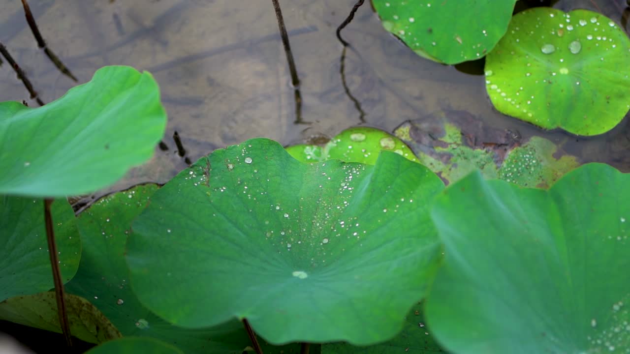 무성한 연꽃 잎 연못에서 떨어지는 물방울의 슬로우 모션 샷, 클로즈업
