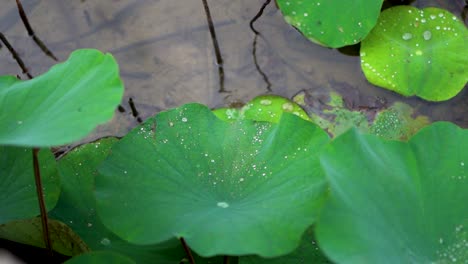 slow motion shot of water drops falling from lush lotus leaf pond, close-up