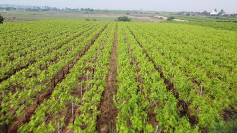 Drone-shot-of-beautiful-grape-farm-agricultural-land