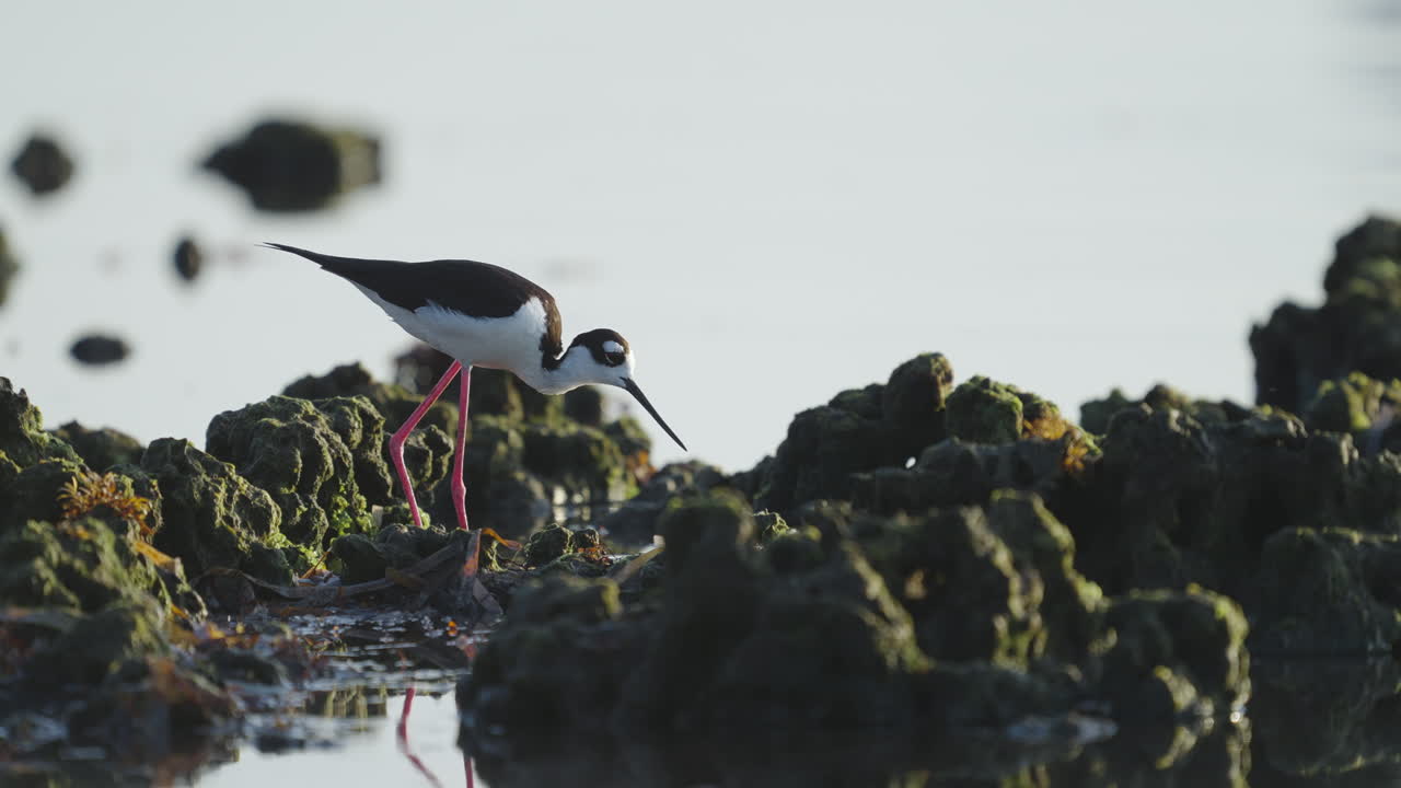 Black Necked Stilt Feeding in Rocky Reef