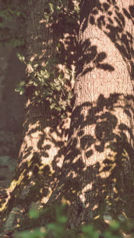 trees in a forest with shadows