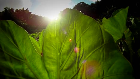 plantación de tarot en hawaii