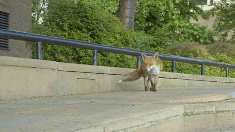 an isolated and beautiful young fox on a london street