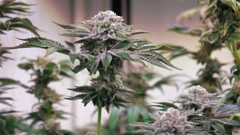 shot of a cannabis plants growing in a grow tent during flowering stage