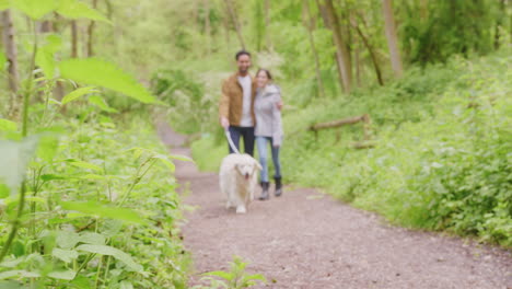 Dolly-Aufnahme-Des-Fokus-Auf-Ein-Junges-Paar,-Das-Sich-Umarmt-Und-Auf-Einem-Weg-Durch-Bäume-Auf-Dem-Land-Spaziert,-Mit-Einem-Golden-Retriever-Hund-An-Der-Leine-–-Aufnahme-In-Zeitlupe