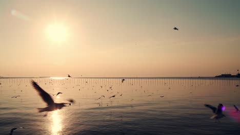 Blick-Auf-Die-Fliegende-Möwe-Bei-Sonnenuntergang-Auf-Dem-Meer-Und-Wunderschönes-Goldenes-Licht