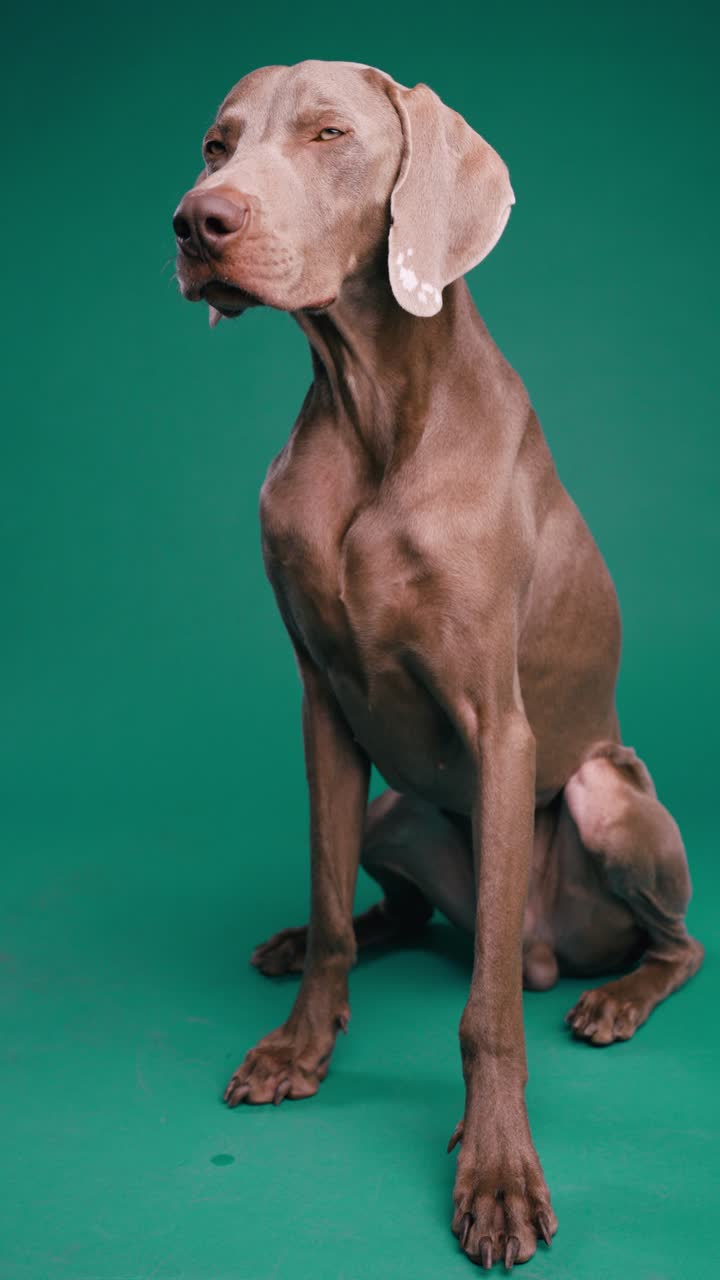 Weimaraner dog sitting on green background
