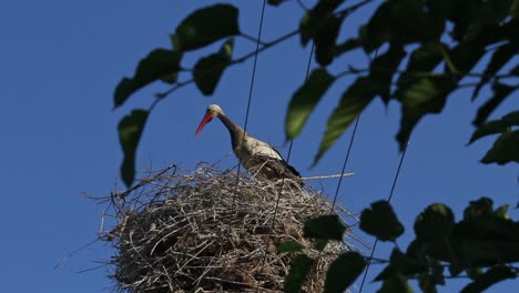 Jungstorch-Schaut-Sich-Um-Und-Steht-Im-Nest-Mit-Spatzen-In-Trockenen-Zweigen