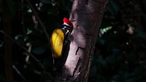 seen eating from the hole of a rotten tree as the sunlight exposes it deep in the dark of the forest, common flameback dinopium javanense, male, thailand