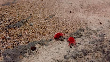 slow motion view of two red true velvet mites trombidiidae crawling on sandy soil in gambian countryside