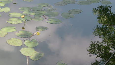 yellow water lily in the lake with tree reflection on the water surface and water striders