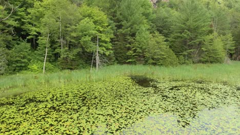 Ascending-shot-of-marshy-lake-on-overcast-day-in-lush-mixed-forest