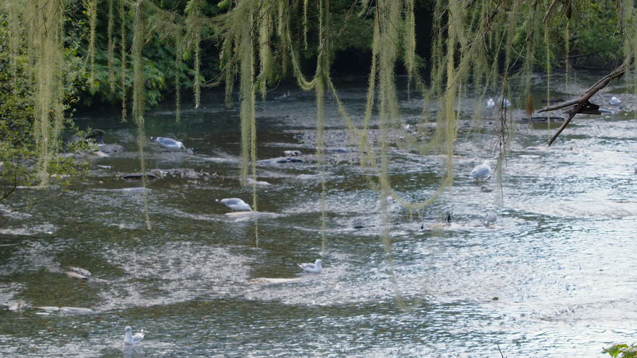 Curtain of feathery lichen hangs from tree branch over shallow stream