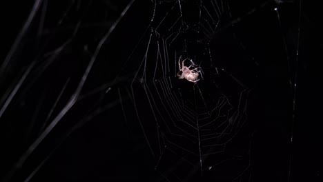 spider on a web at night