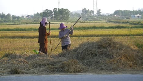 damas vietnamitas rastrillar heno