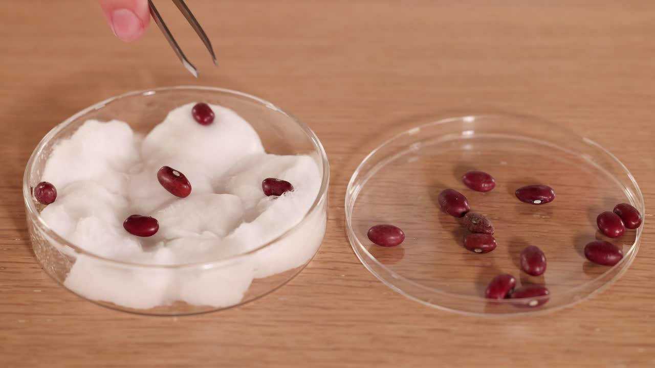 Hands use tweezers to place seeds on cotton wool in a petri dish. Bright lighting, macro focus, scientific setup