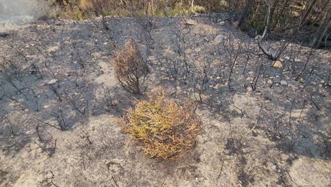 sideways pov of scorched vegetation after kirkland lake forest fire