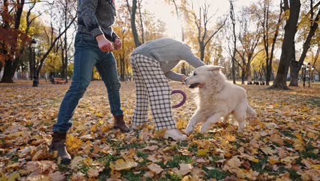 family and domestic animals. young happy caucasian couple playing with active dog, running and laughing in autumn park