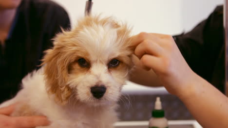 groomer examining the dog