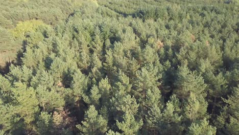 Aerial-view-of-a-forrest-in-4K