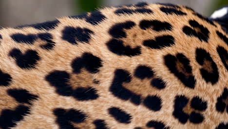 leopard fur texture