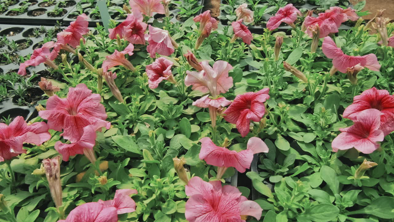 Overview of Pink Petunia Flowers