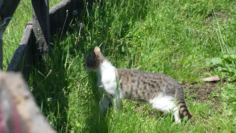 gato de pie en una hierba parcialmente sombreada por una valla de madera