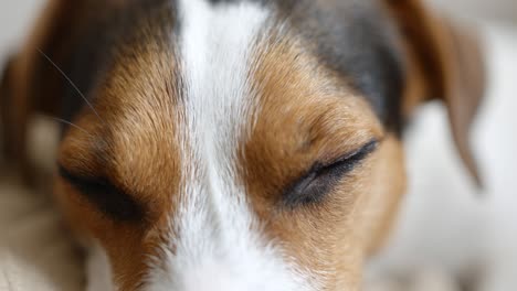 jack russell dog sleeping