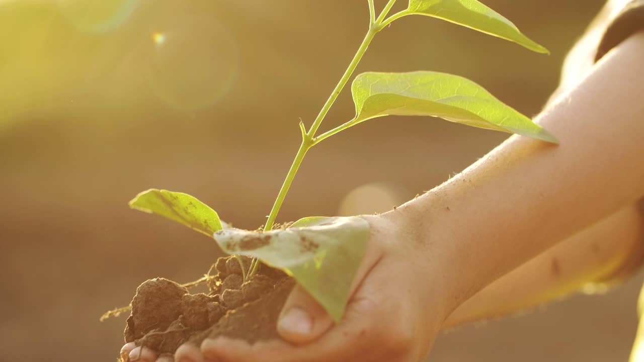 Planting a young seedling