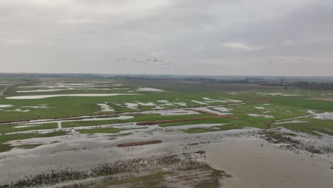 Zeitlupenaufnahme-Aus-Der-Luft-Eines-Vogelschwarms,-Der-An-Einem-Bewölkten-Wintertag-über-Ein-überflutetes-Feld-Fliegt