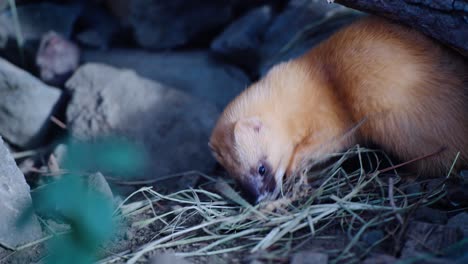 Toma-Cercana-De-Especies-únicas-De-Comadreja-Japonesa-Jugando-En-El-Parque-Ecozonia,-Perpignan