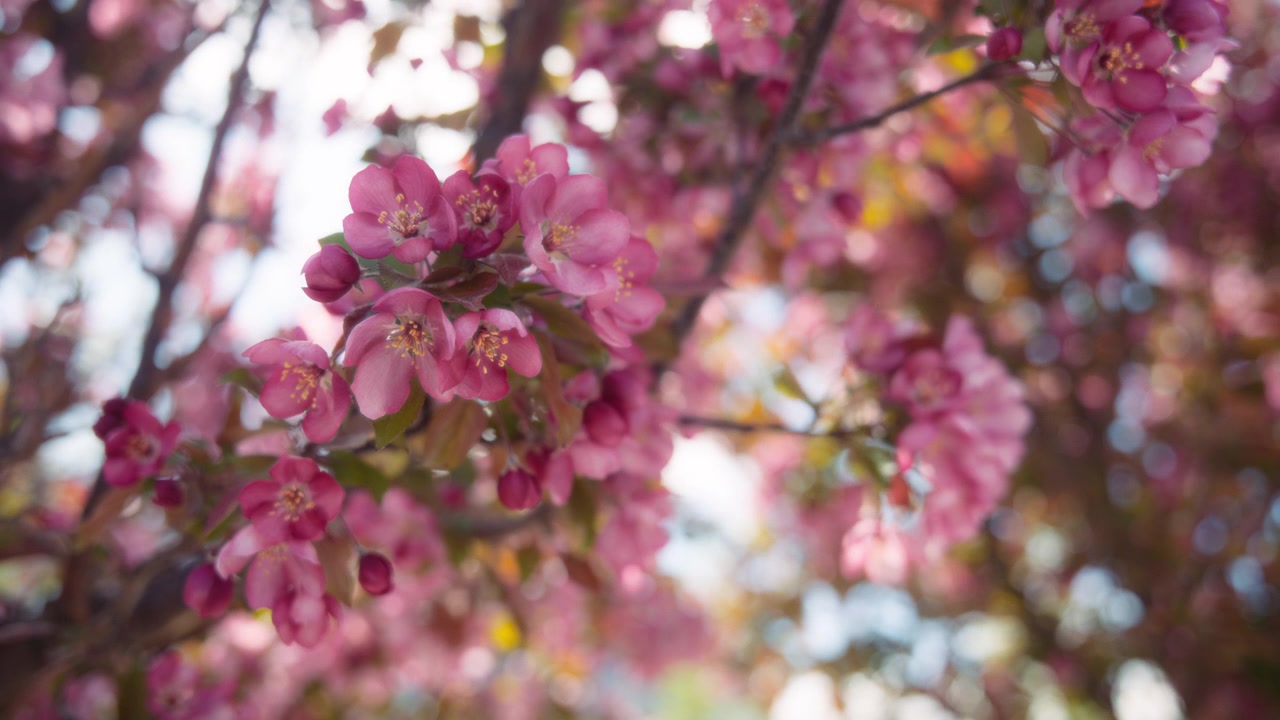 Pink flowers of Japanese cherry