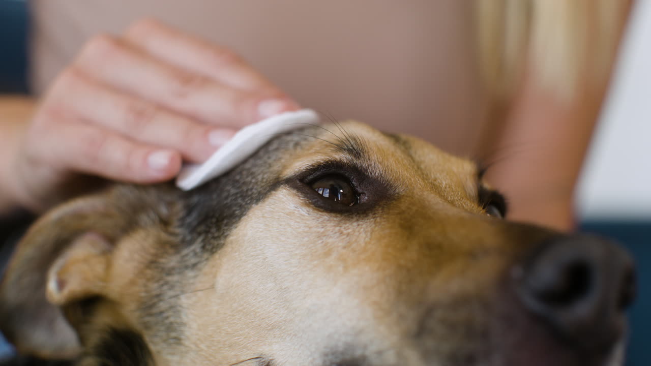 개 얼굴 의 가까운 모습