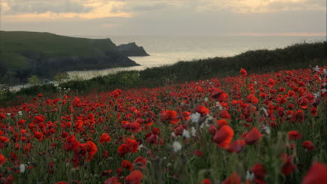 beautiful slow panning shot to the left with a wild red poppy field and the ocean and cliffs in the background in the evening