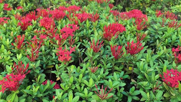 Fiori di Ixora rosso vivace che sbocciano in un giardino rigoglioso