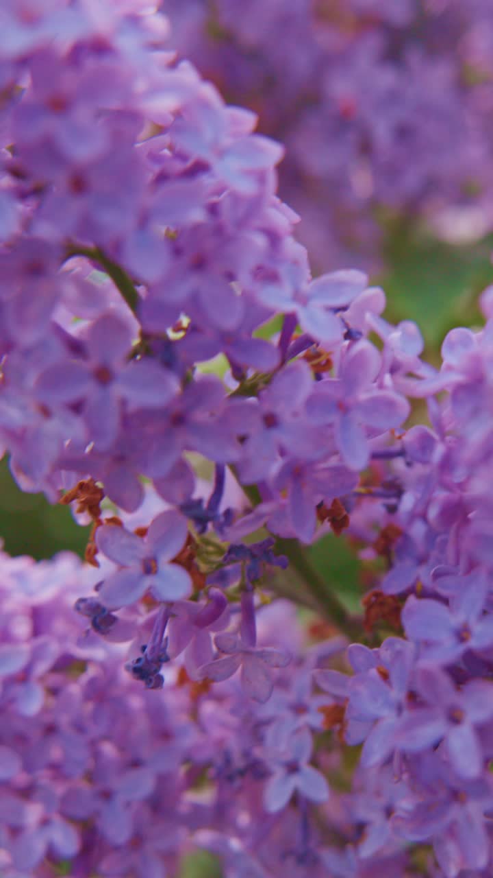 Sartlilla syrenblomster svajer blidt i brisen. Kronbladene klynger sig tæt og danner delikate blomsterklynger. Baggrunden er blødt sløret, hvilket fremhæver farve og tekstur.