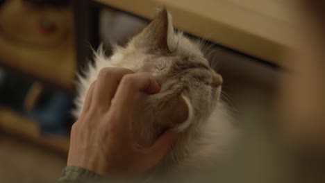 man petting a white fluffy cat