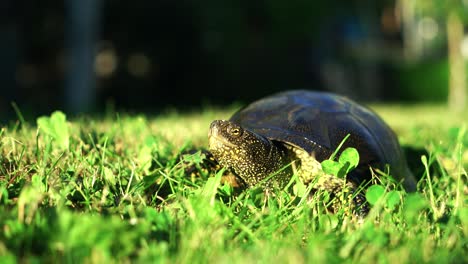a large turtle is examining the territory and crawling over the grass in the summer. close-up