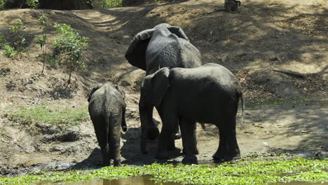 Three-African-elephants-finishing-drinking-from-a-pond-and-turning-towards-a-little-hill-leading-into-undergrowth