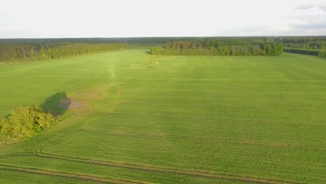 fumigación de pesticidas y fertilizantes en el campo vista aérea con tractor