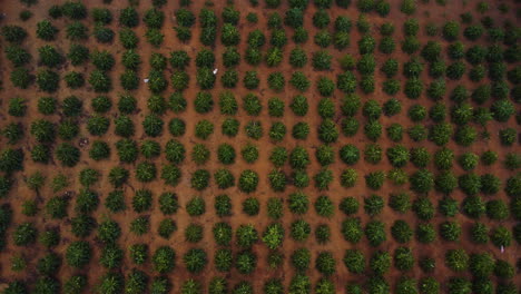 aerial top down view of coffee tree plantation forming a regular shape pattern, natural organic field farming production