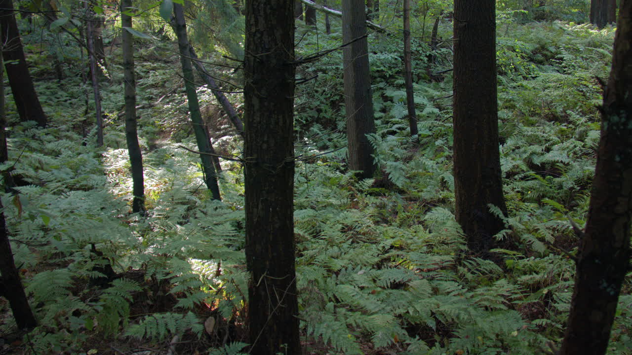 Ampia inquadratura di felci e pini in una piccola valle, depressione del terreno nel bosco di Lyminge vicino al parcheggio di Westwood.