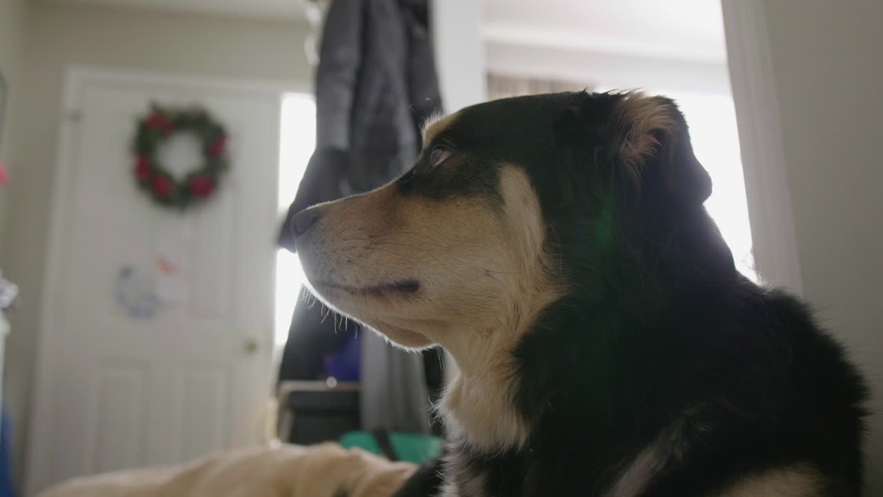 거리를 바라보는 개