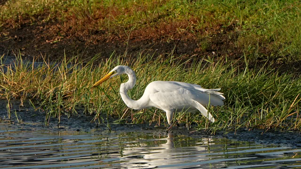 Great egret diving for a fish in a lake