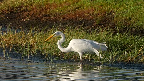great egret diving for a fish in a lake
